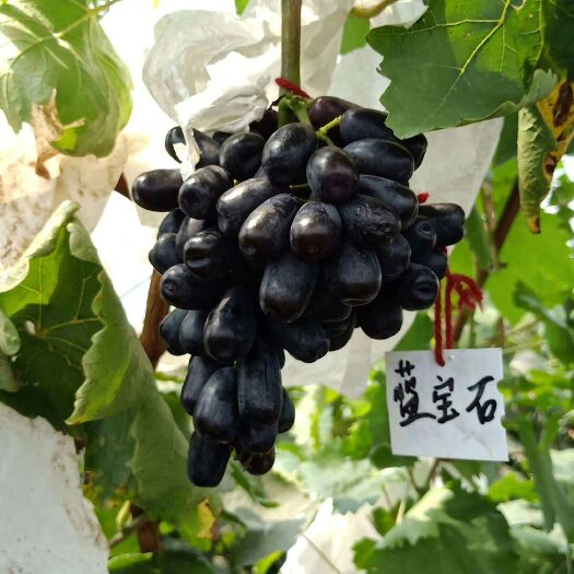 泰安蓝宝石葡萄苗