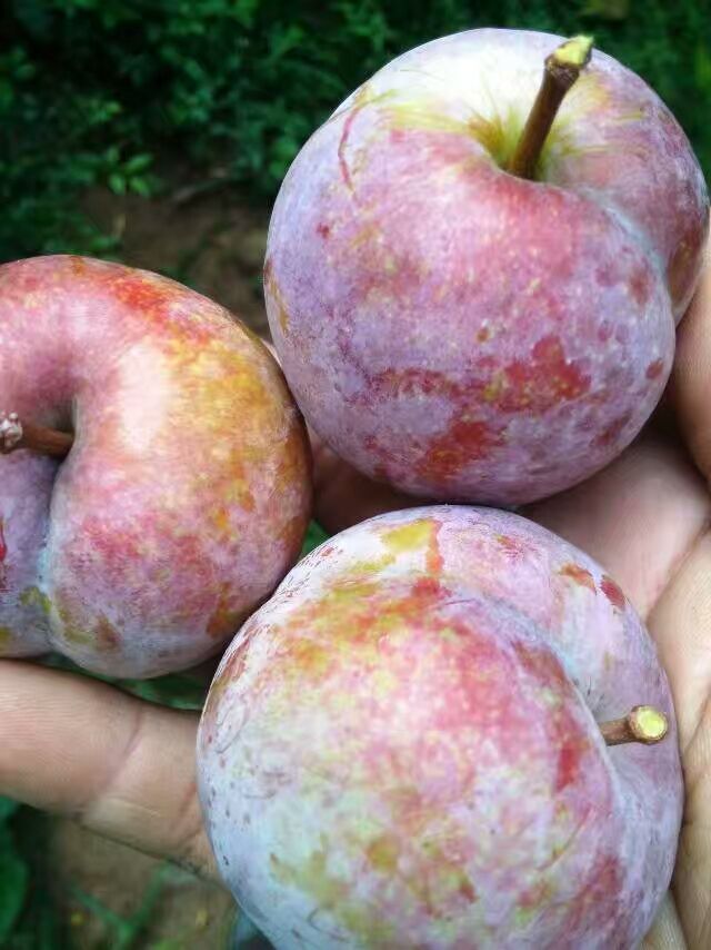 奈李苗 