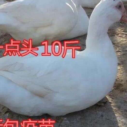 南宁一点头鸭苗 