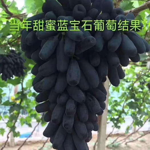 泰安蓝宝石葡萄苗 甜蜜蓝宝石价格
