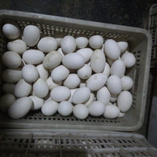 梁山县种鹅蛋 孵化 散装 