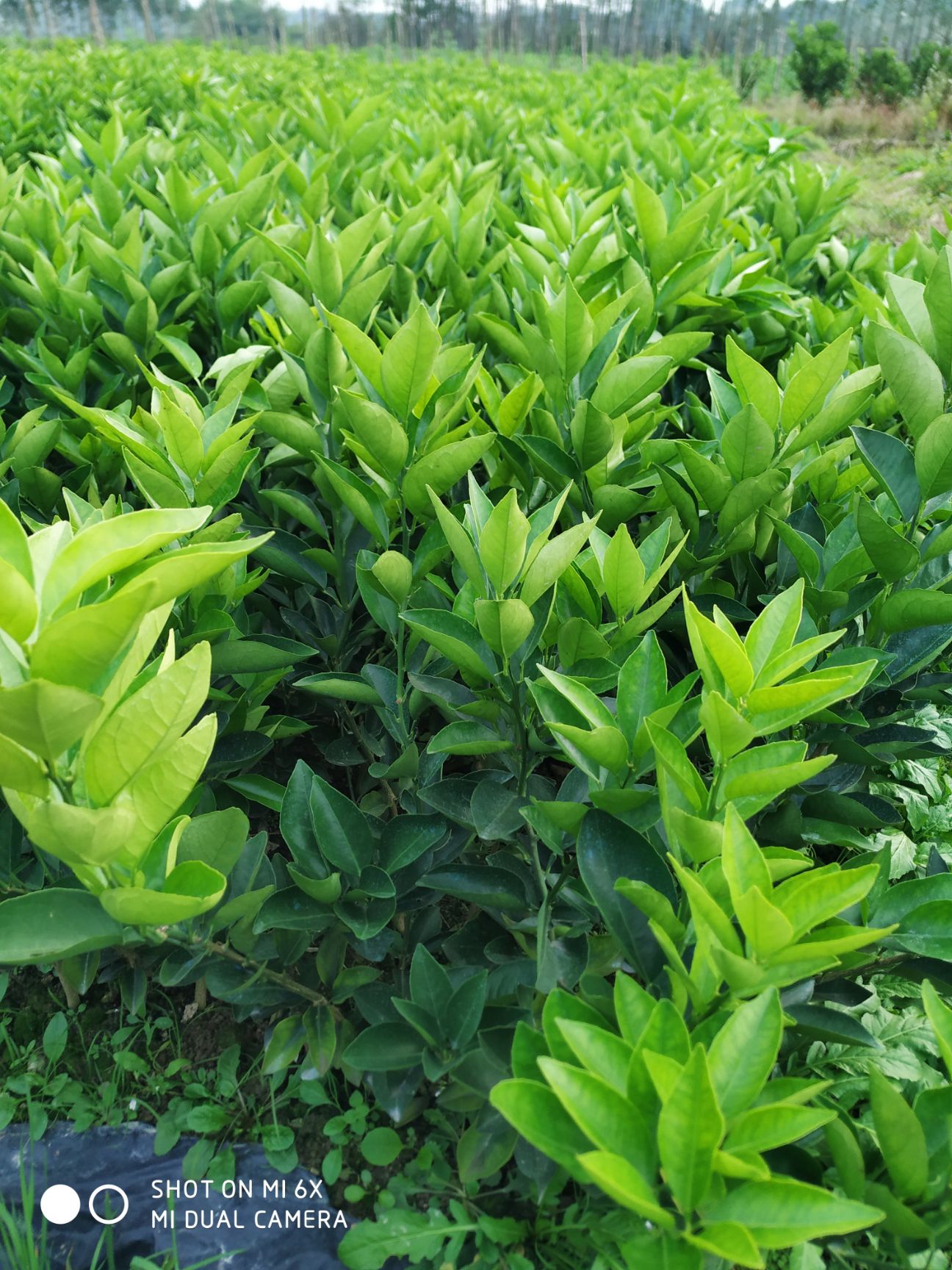夏橙树苗 嫁接苗