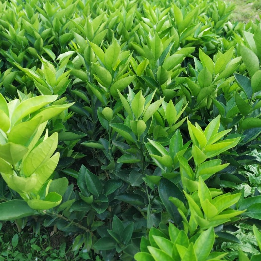 荔浦市夏橙树苗 嫁接苗