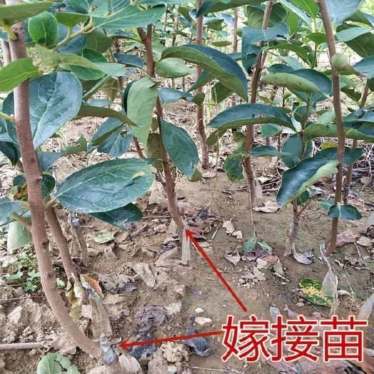 平邑县脆柿苗 