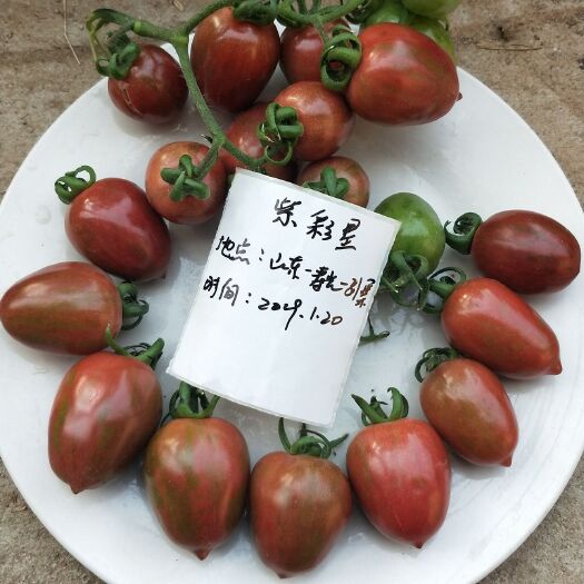寿光市紫色番茄苗 四两叶一心 