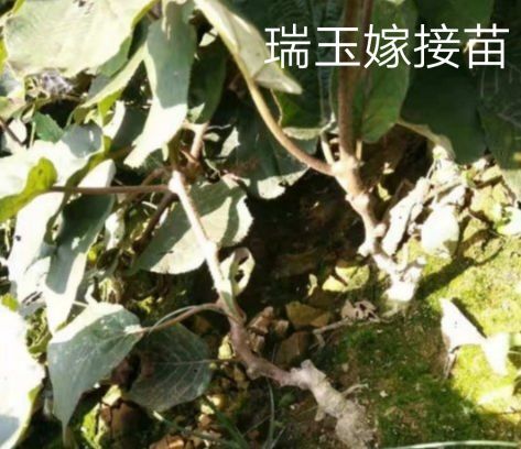周至县周至猕猴桃苗 嫁接苗 