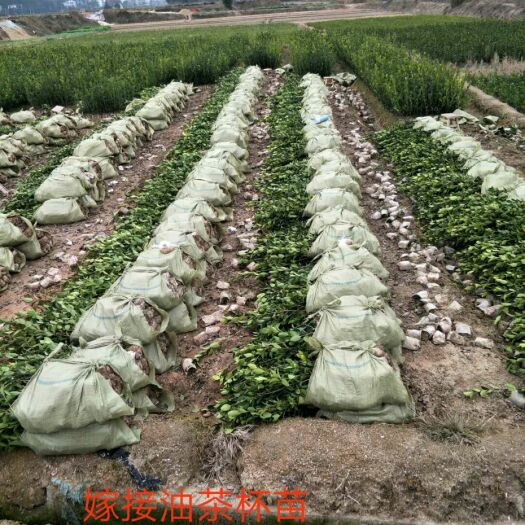 攸县油茶苗  湘林210大果嫁接油茶小杯苗25公分起