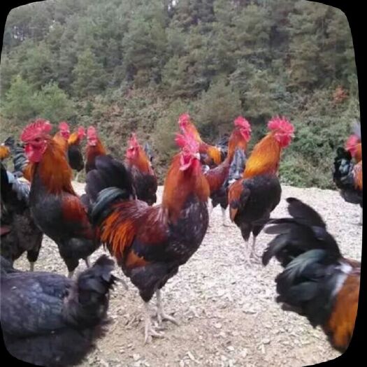 灵山县血毛土鸡苗 