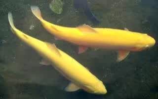 广元其他三文鱼