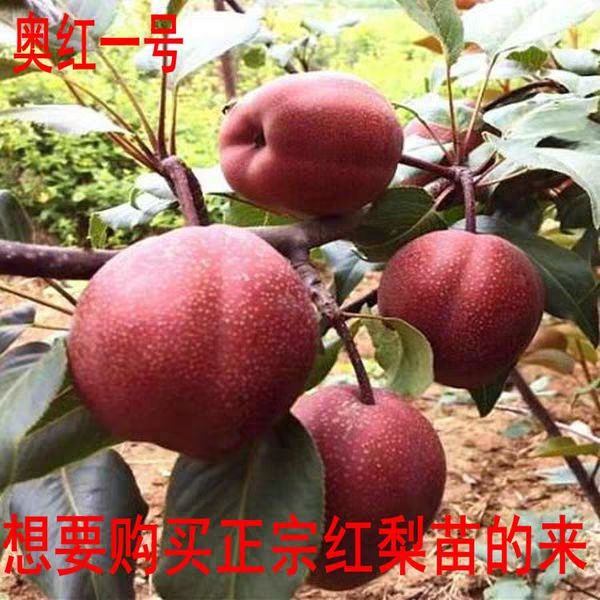 奥红一号红梨苗 嫁接苗
全国都可种植