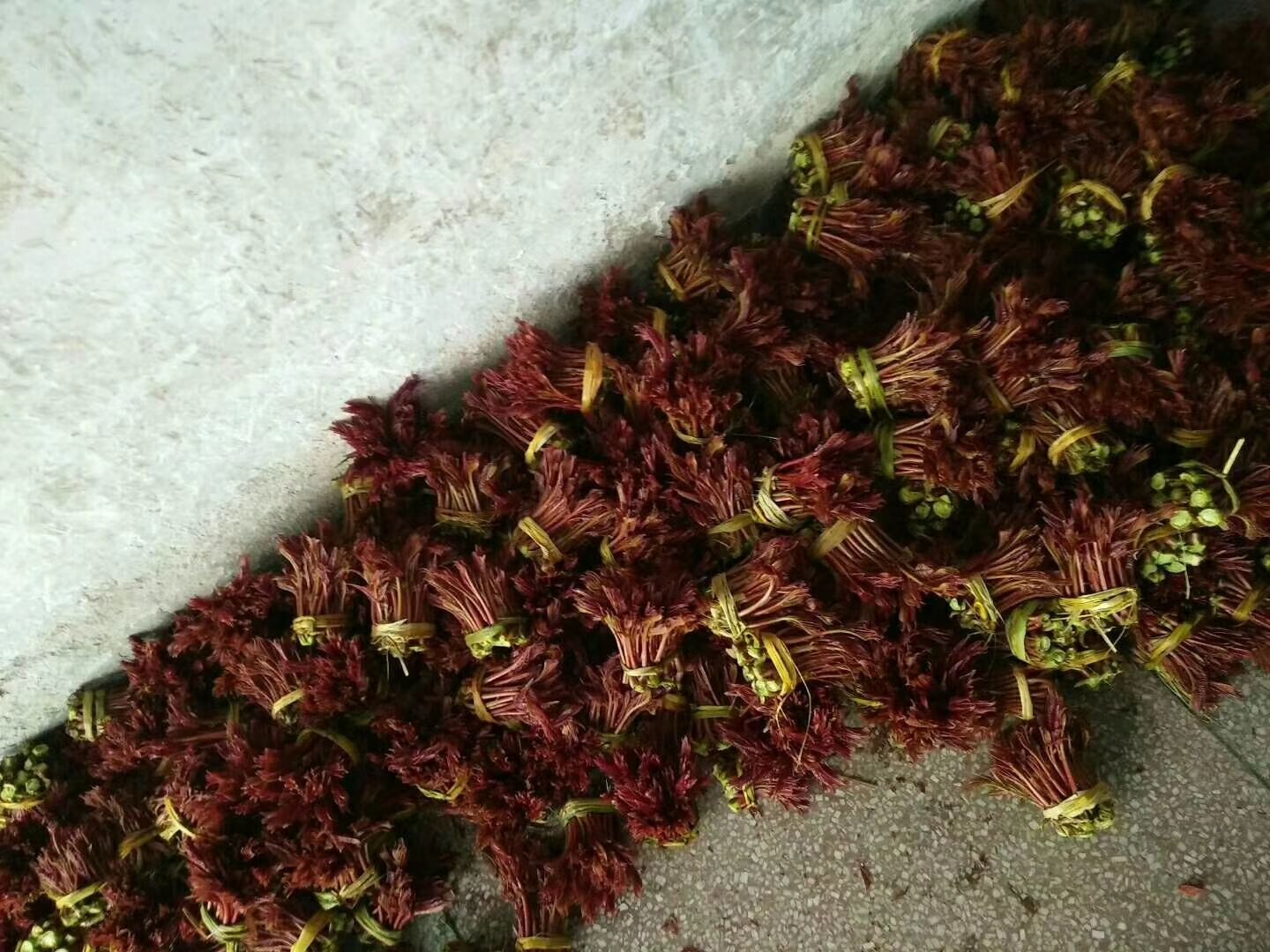 红油香椿  红香椿芽 6~9cm