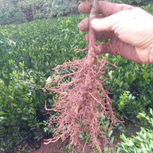 凤凰县纽荷尔脐橙苗  纽荷尔脐橙精品苗