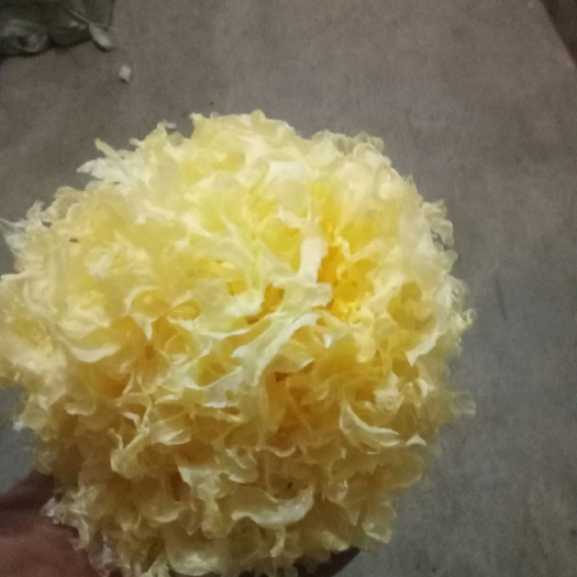 沂水县雪耳 干银耳 朵状银耳 淡黄色 