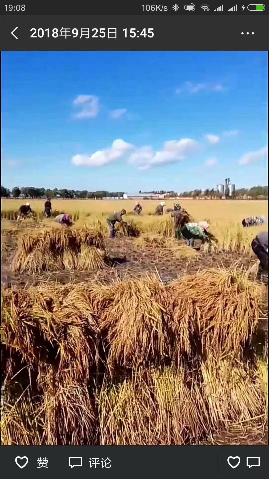 稻花香二号大米  稻花香大米