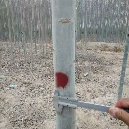 景泰县毛白杨 