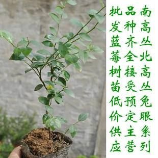成都蓝莓1号 