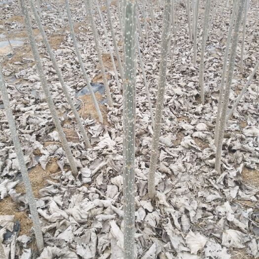 平邑县107速生杨 优质杨树苗，成活率高，种植基地直发，无絮速生杨树苗