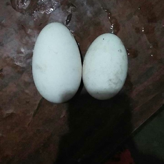 丰县鲜鹅蛋 食用 箱装 