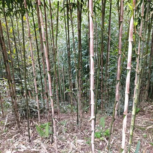 沐川县四川方竹 