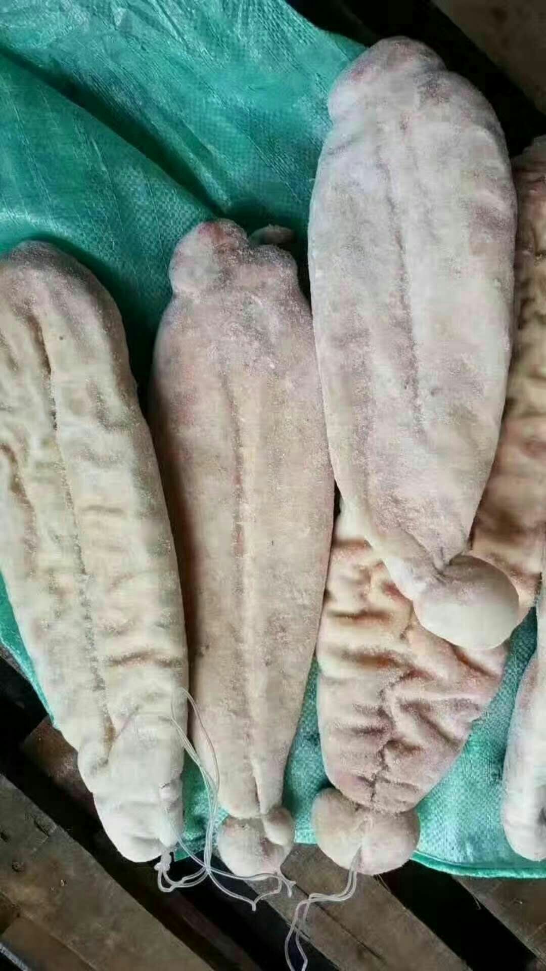 鱼肚 纯干单冻鲨
