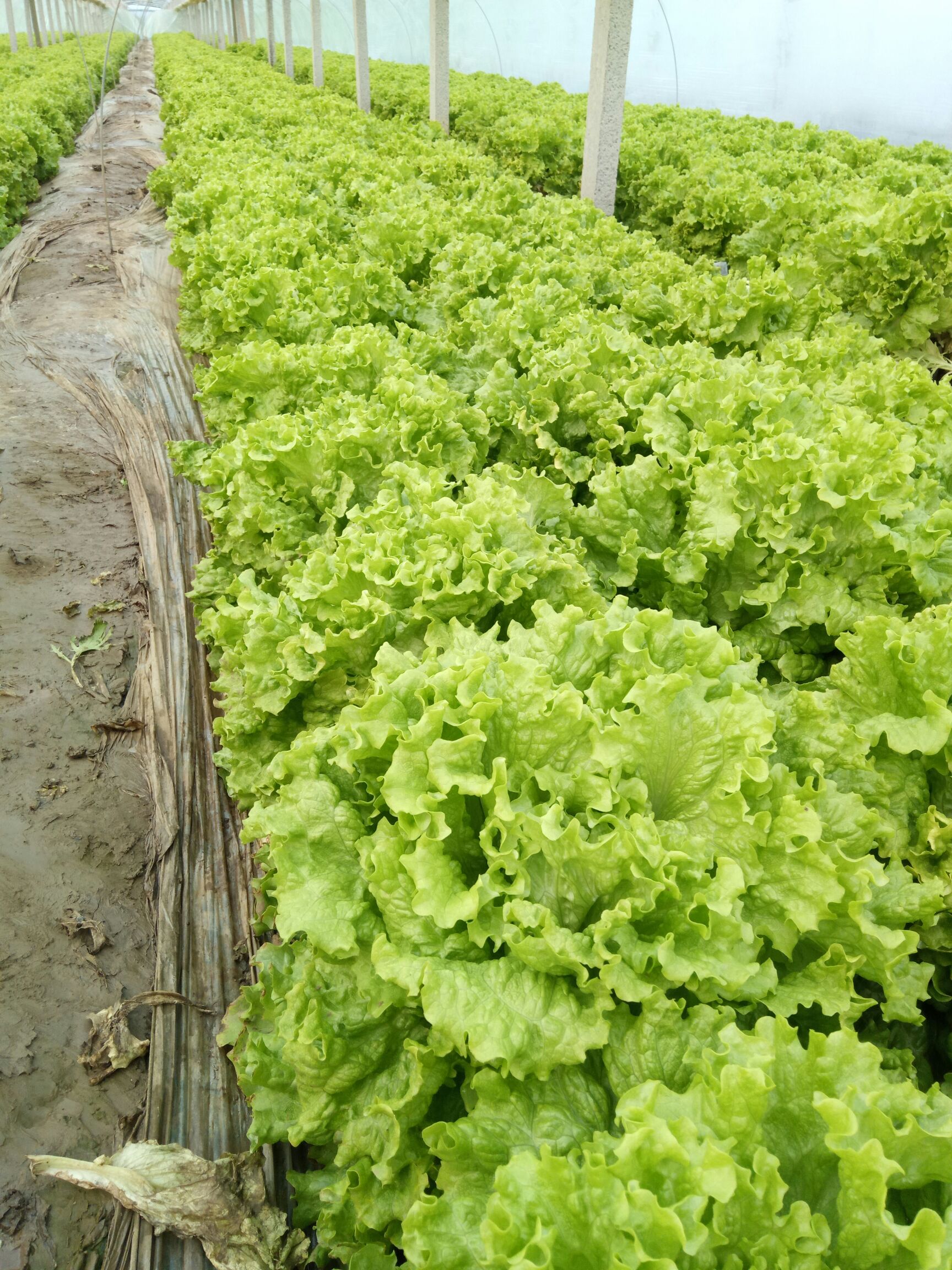 美国大速生 7~8两