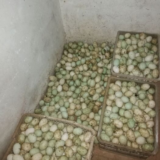 兴国县绿壳鸭蛋 食用 散装 