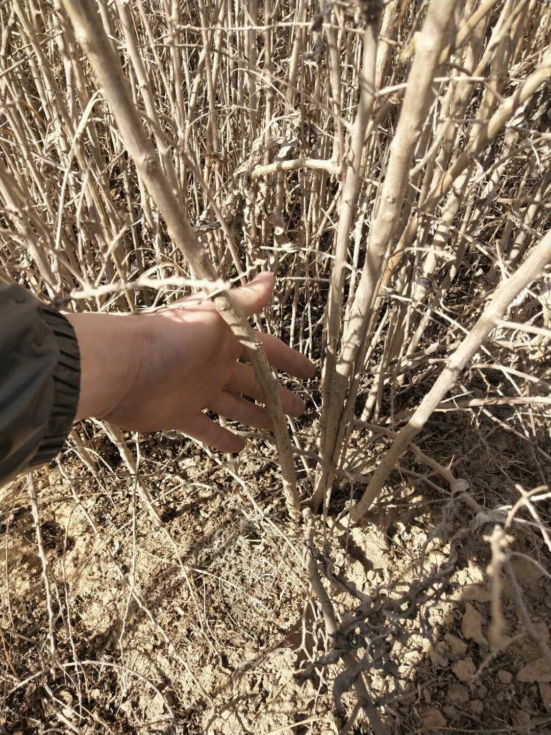 宁杞1号红枸杞苗 