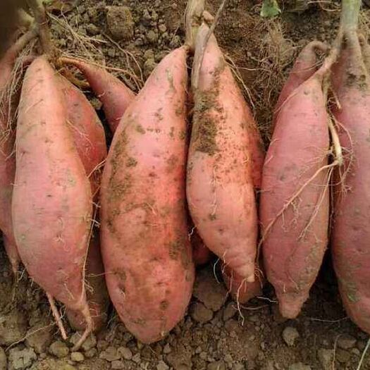 烟薯25 3两以下 红皮 