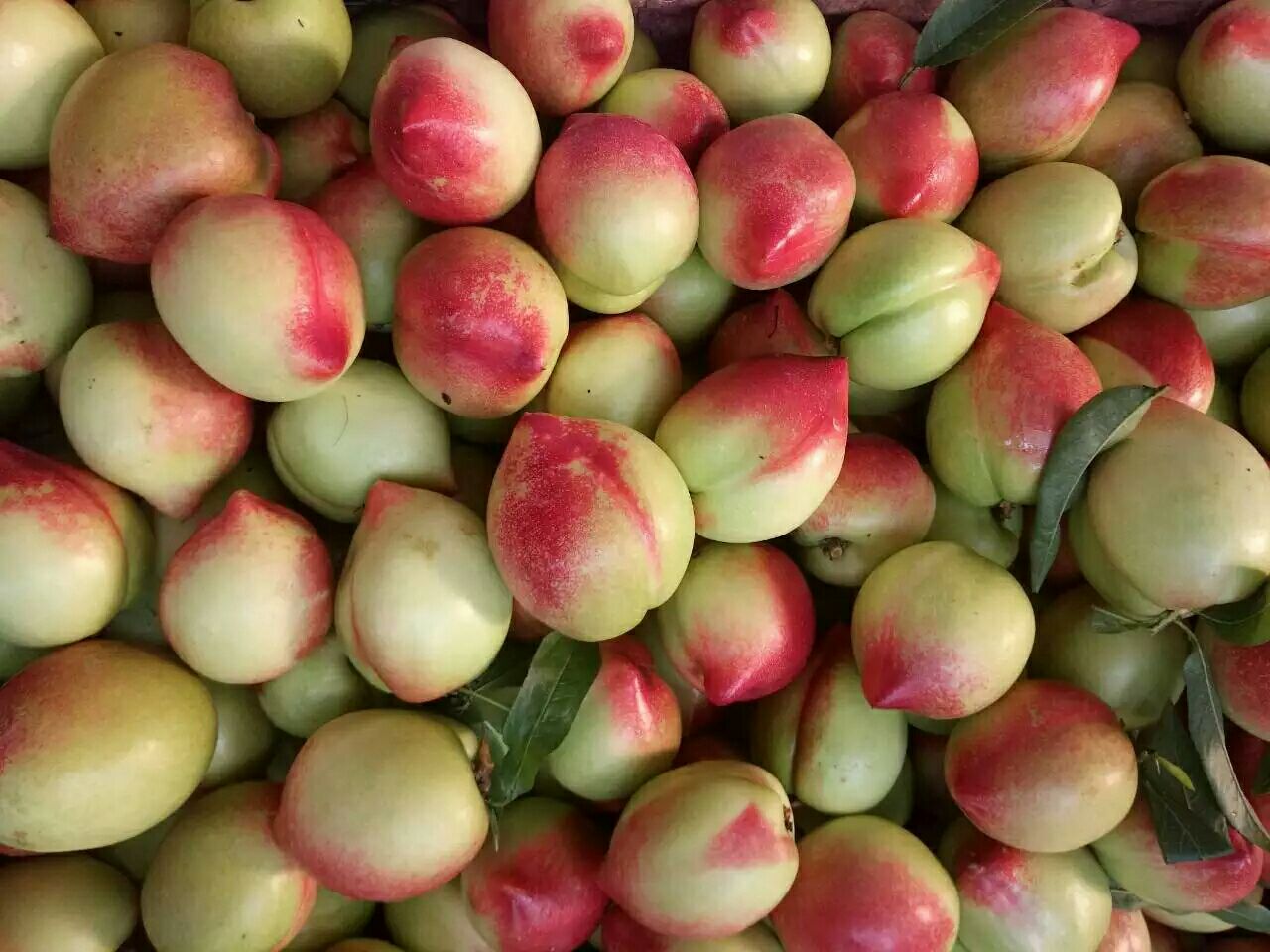 大樱桃 10-15mm 15-18g