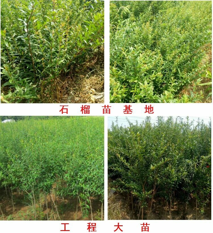 蒙阳红石榴苗 
