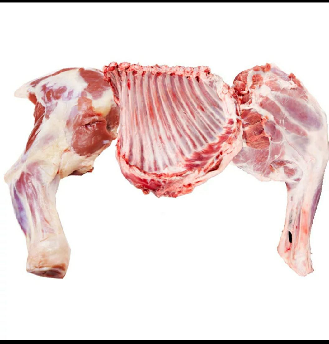 佛山哈萨克大尾羊 30-50斤 