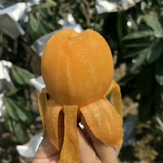 诏安县早钟六号枇杷 0.7 - 1两 
