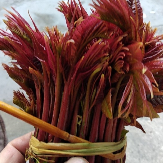 大竹县红香椿芽 9~12cm 