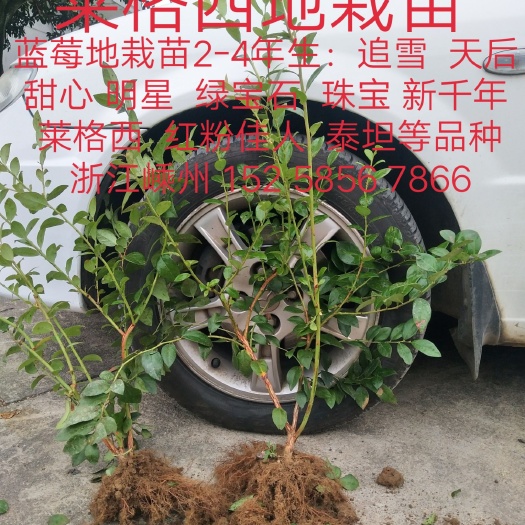 新昌县南高丛蓝莓苗 