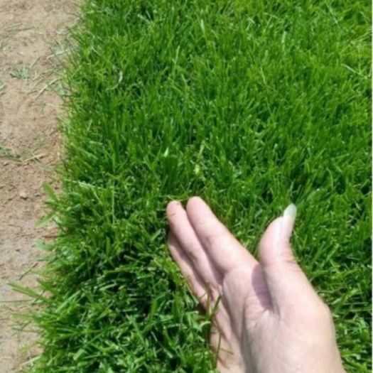 沭阳县早熟禾草坪  草坪种子