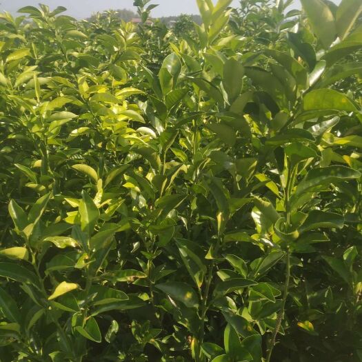 新干县枳壳药材嫁接苗 