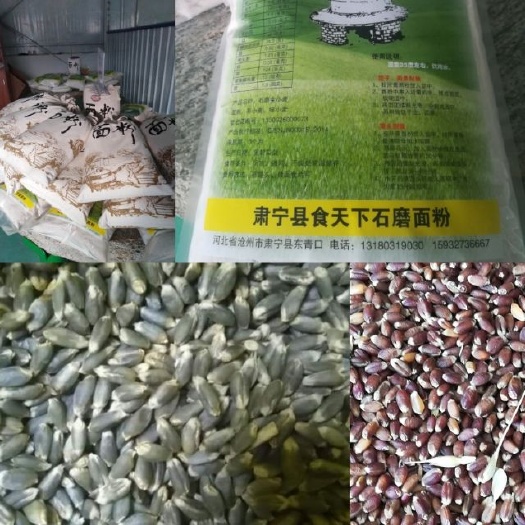 肃宁县黑小麦面粉 