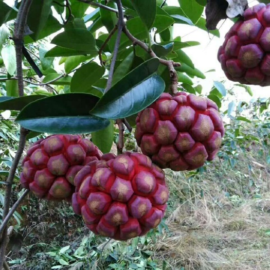 鄱阳县粉红黑老虎苗 