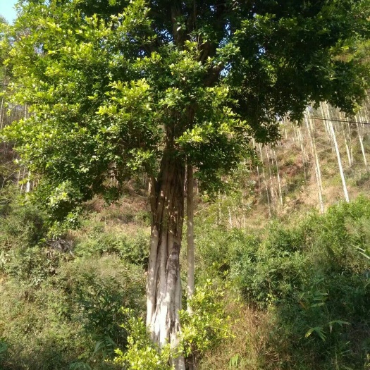 德庆县小叶榕 60分裝车价5800