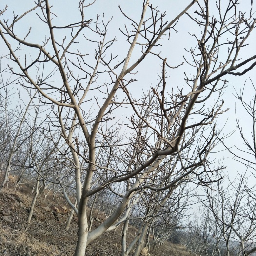 枣庄9818核桃树苗 