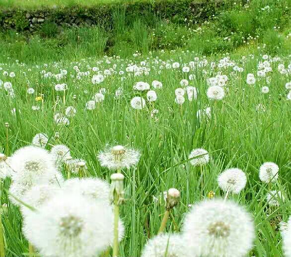 蒲公英种子 种籽四季婆婆丁春秋冬季野菜种孑药盆栽蔬菜青菜