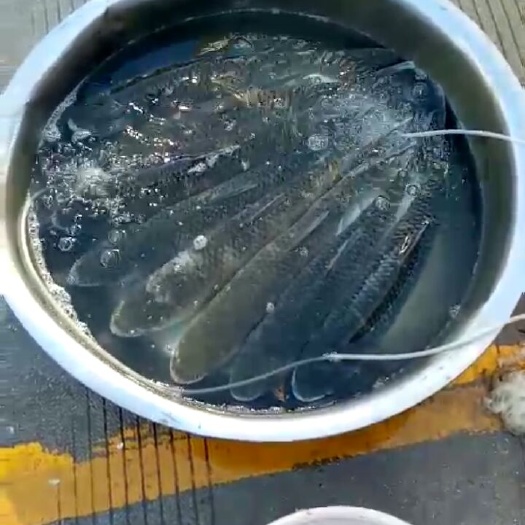 砚山县池塘草鱼 鲤鱼