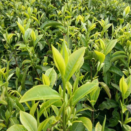 福贡县高山绿茶 一级 散装 