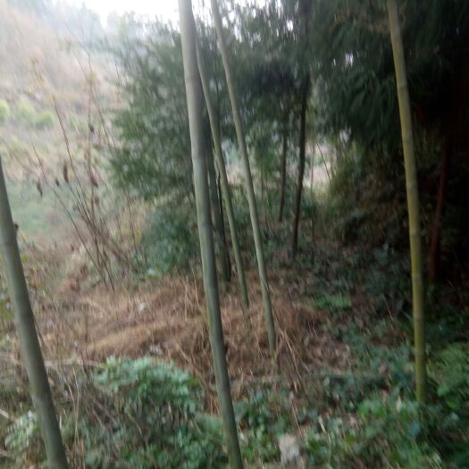 遵义金竹 有，楠竹，斑竹