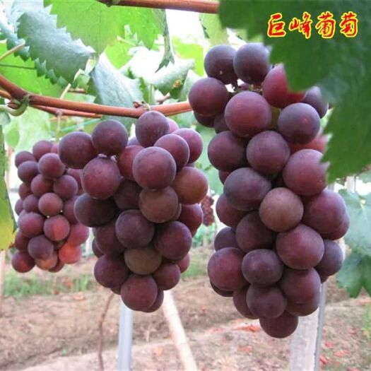 平邑县巨峰葡萄苗 