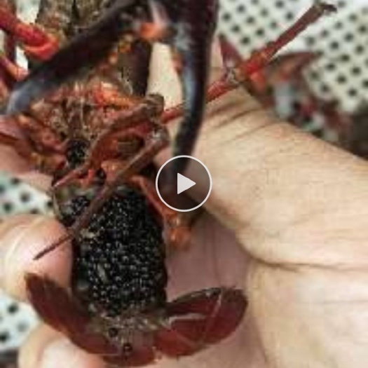 青虾 