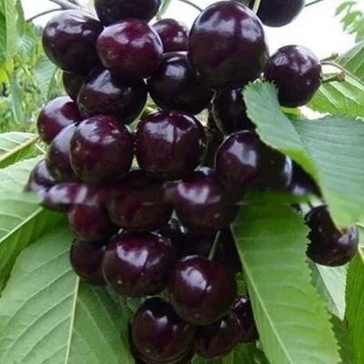 平邑县黑珍珠苗 