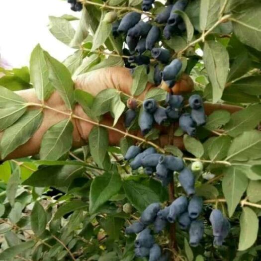 平邑县阳光玫瑰葡萄苗 销售各种葡萄。