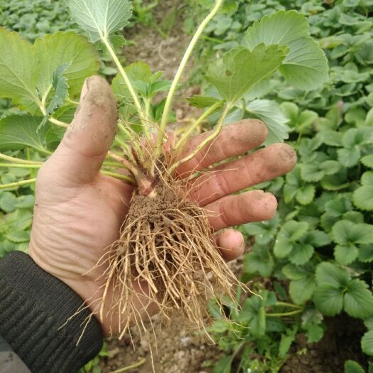 南通红颜草莓苗 20~30公分 地栽苗 