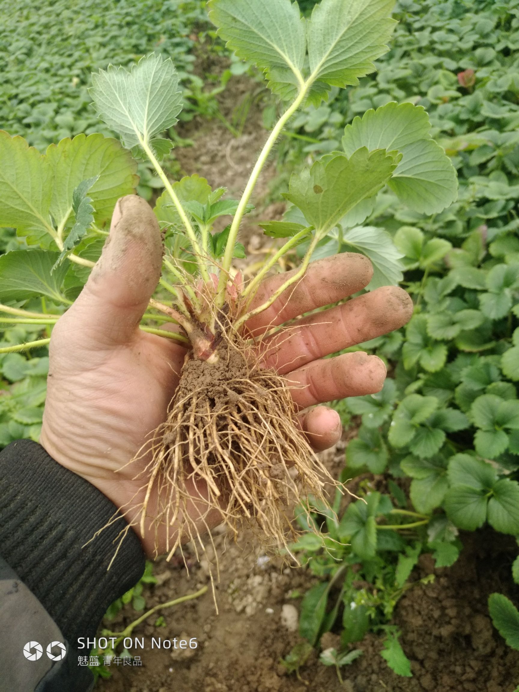 红颜草莓苗 20~30公分 地栽苗 